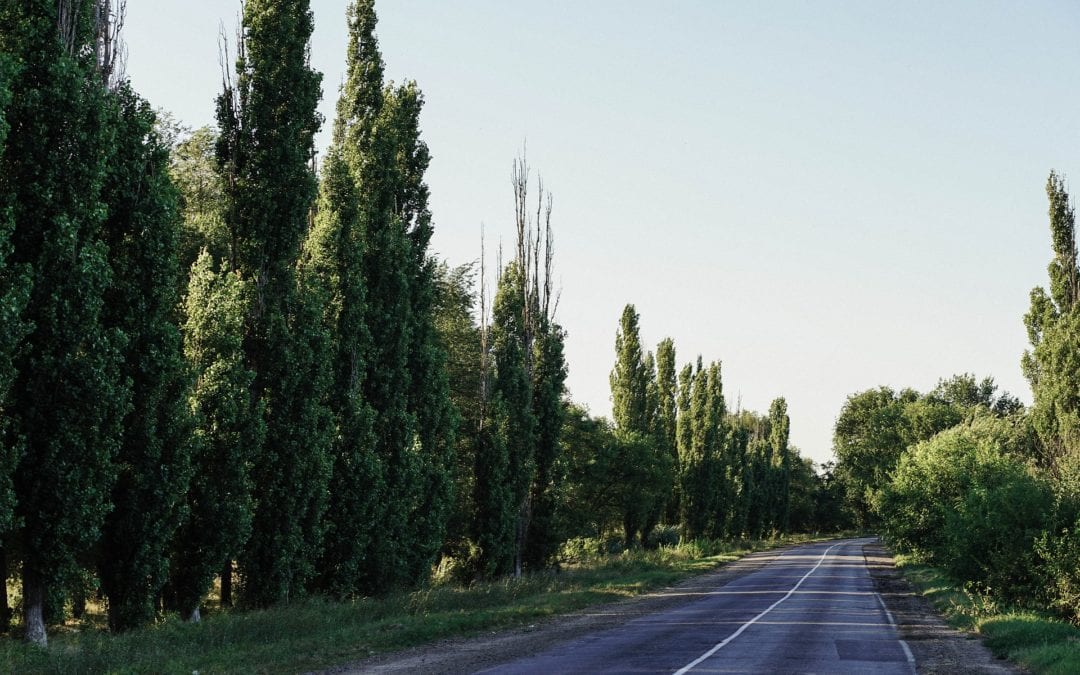 BOSQUES URBANOS Y EL PROYECTO MALAGUEÑO